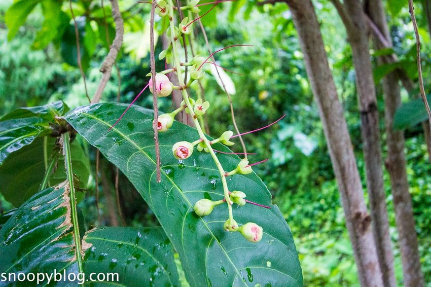 【屏東景點】墾丁親子景點|阿信巧克力農場~巧克力生態DIY、夜探梅花鹿,餵小鹿喝奶,好玩有趣的親子生態體驗