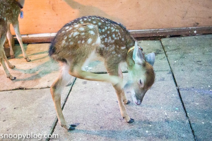 【屏東景點】墾丁親子景點|阿信巧克力農場~巧克力生態DIY、夜探梅花鹿,餵小鹿喝奶,好玩有趣的親子生態體驗
