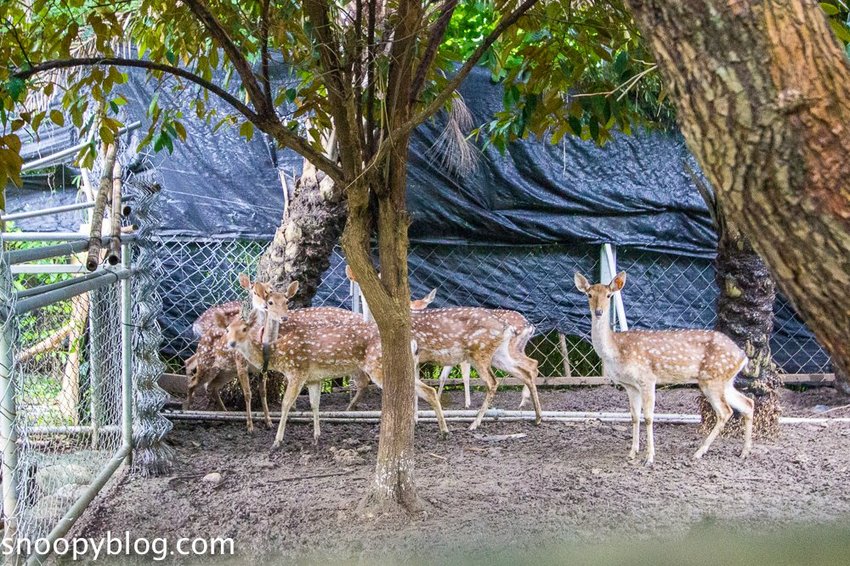【屏東景點】墾丁親子景點|阿信巧克力農場~巧克力生態DIY、夜探梅花鹿,餵小鹿喝奶,好玩有趣的親子生態體驗