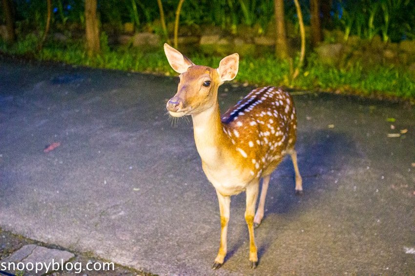 【屏東景點】墾丁親子景點|阿信巧克力農場~巧克力生態DIY、夜探梅花鹿,餵小鹿喝奶,好玩有趣的親子生態體驗