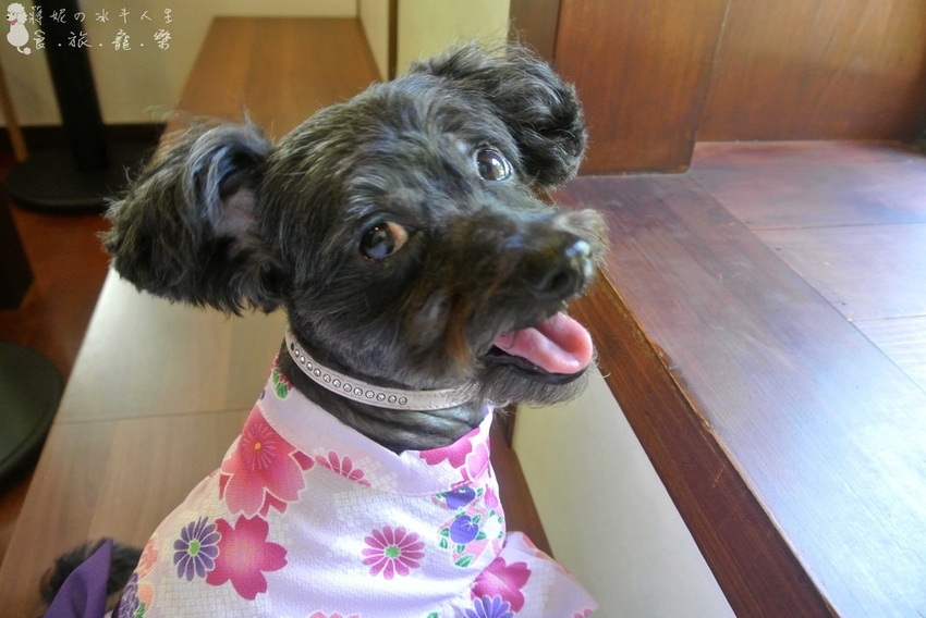 成真咖啡寵物友善餐廳.jpg 成真咖啡寵物友善餐廳.jpg