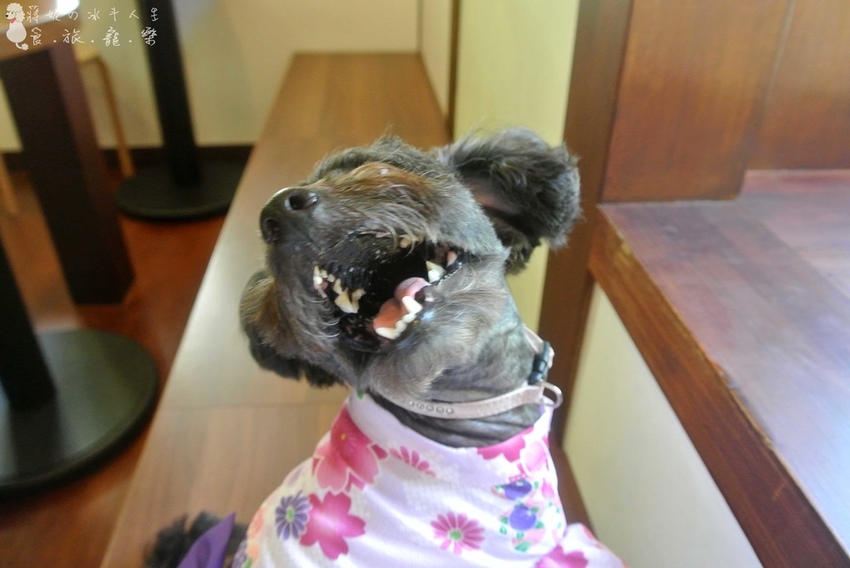 成真咖啡寵物友善日式咖啡館.jpg 成真咖啡寵物友善日式咖啡館.jpg