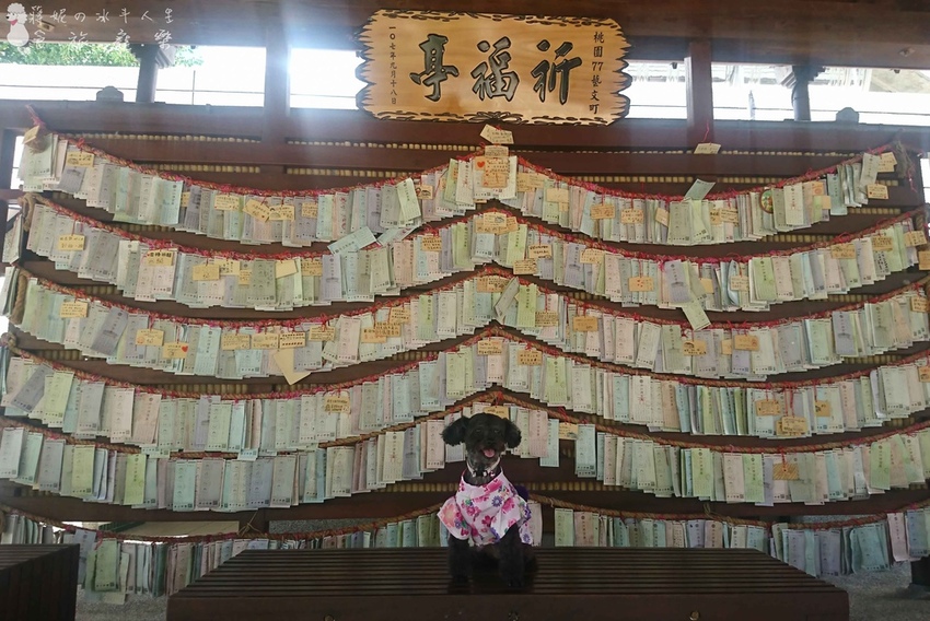 成真咖啡寵物餐廳.jpg 成真咖啡寵物餐廳.jpg