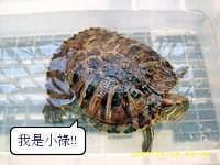 和田壽司((六和創始店))：和田壽司 / 高雄六合店 / 定食價格親民 / 焦糖炙燒握壽司很有特色 / 愛評體驗券