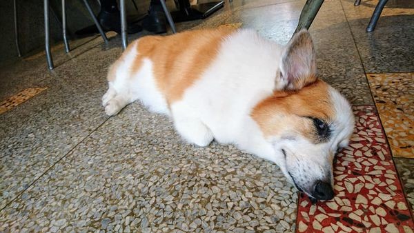 39075722_2007786105919735_8619368428081250304_n