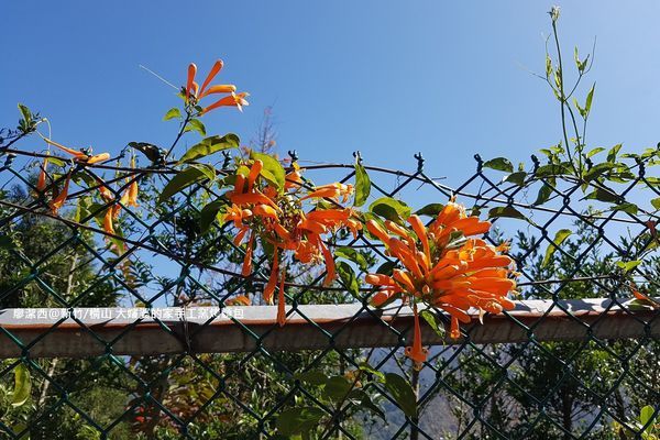 【新竹/橫山】大嬸婆的家手工窯烤麵包 【新竹/橫山】大嬸婆的家手工窯烤麵包