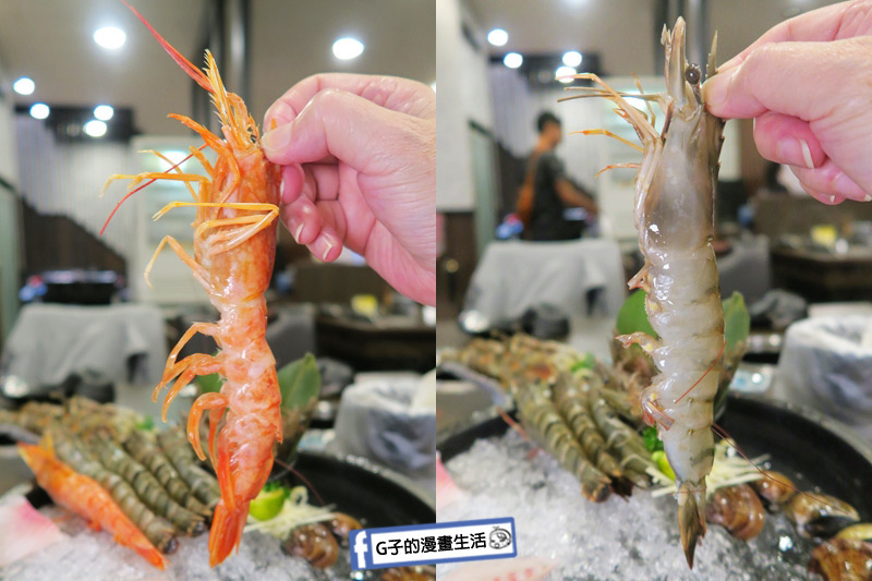 蘆洲火鍋 極禾優質鍋物蘆洲店 超值海陸雙人餐 天使紅蝦 海大蝦 超大
