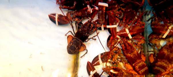 美食 ░ 高雄火鍋【舞古賀鍋物】bukogashabushabu瑞豐夜市頂級海鮮x高檔肉品和牛吃到飽,饕客們推廣的火鍋首選!