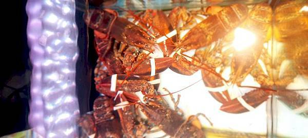 美食 ░ 高雄火鍋【舞古賀鍋物】bukogashabushabu瑞豐夜市頂級海鮮x高檔肉品和牛吃到飽,饕客們推廣的火鍋首選!