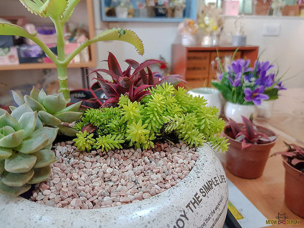 南投埔里『多肉秘境』手做親子ＤＩＹ｜雨天景點來這裡｜新手輕鬆做｜製作故事盆栽｜夢幻泡泡屋｜免費參觀