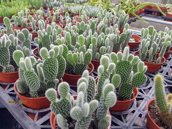 南投埔里『多肉秘境』手做親子ＤＩＹ｜雨天景點來這裡｜新手輕鬆做｜製作故事盆栽｜夢幻泡泡屋｜免費參觀