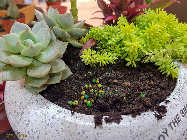 南投埔里『多肉秘境』手做親子ＤＩＹ｜雨天景點來這裡｜新手輕鬆做｜製作故事盆栽｜夢幻泡泡屋｜免費參觀