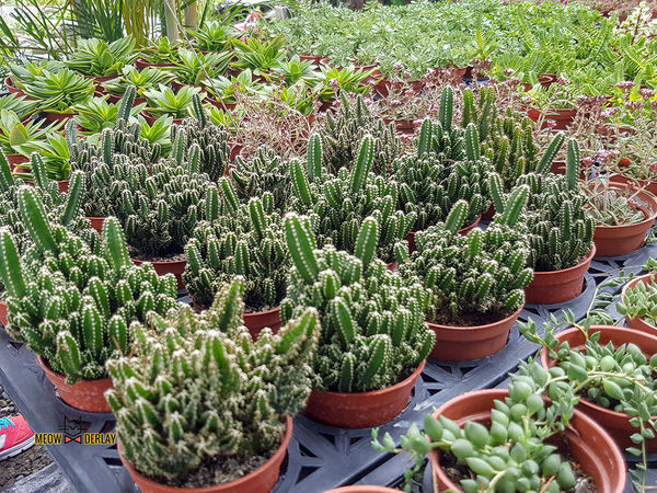 南投埔里『多肉秘境』手做親子ＤＩＹ｜雨天景點來這裡｜新手輕鬆做｜製作故事盆栽｜夢幻泡泡屋｜免費參觀