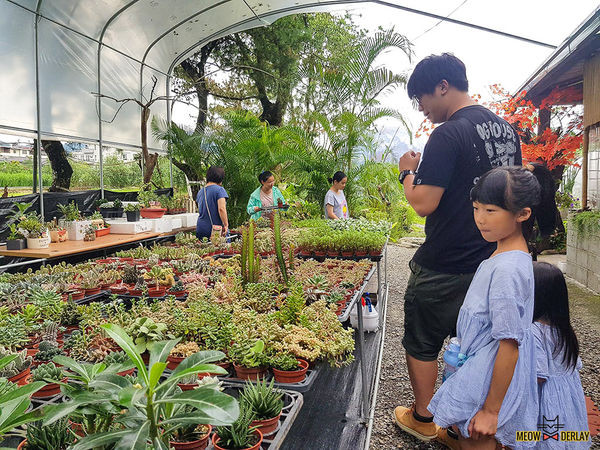 南投埔里『多肉秘境』手做親子ＤＩＹ｜雨天景點來這裡｜新手輕鬆做｜製作故事盆栽｜夢幻泡泡屋｜免費參觀