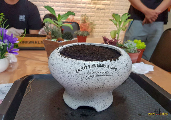 南投埔里『多肉秘境』手做親子ＤＩＹ｜雨天景點來這裡｜新手輕鬆做｜製作故事盆栽｜夢幻泡泡屋｜免費參觀