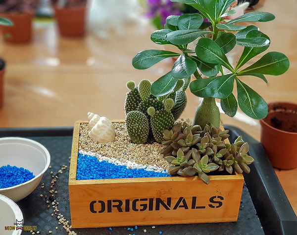 南投埔里『多肉秘境』手做親子ＤＩＹ｜雨天景點來這裡｜新手輕鬆做｜製作故事盆栽｜夢幻泡泡屋｜免費參觀