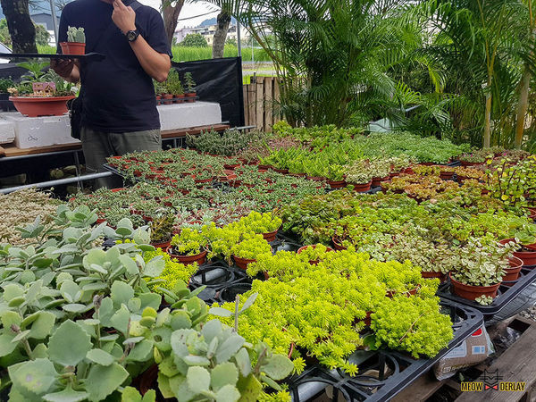 南投埔里『多肉秘境』手做親子ＤＩＹ｜雨天景點來這裡｜新手輕鬆做｜製作故事盆栽｜夢幻泡泡屋｜免費參觀