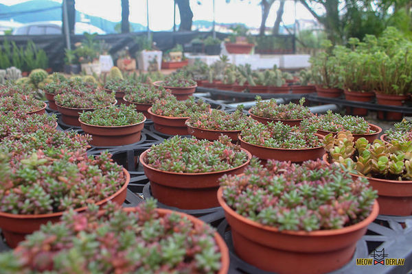 南投埔里『多肉秘境』手做親子ＤＩＹ｜雨天景點來這裡｜新手輕鬆做｜製作故事盆栽｜夢幻泡泡屋｜免費參觀