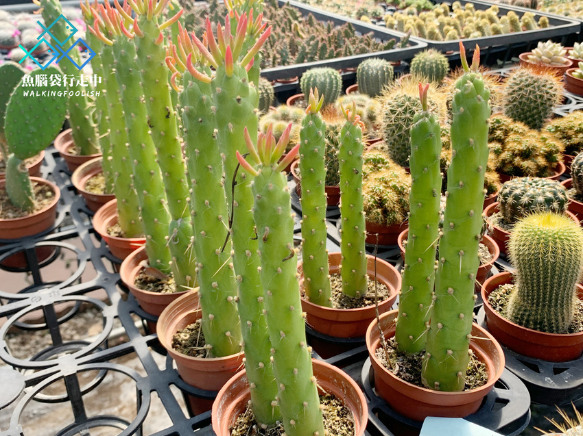 魚腦袋行走中_南投景點_多肉秘境04.jpg 魚腦袋行走中_南投景點_多肉秘境04.jpg