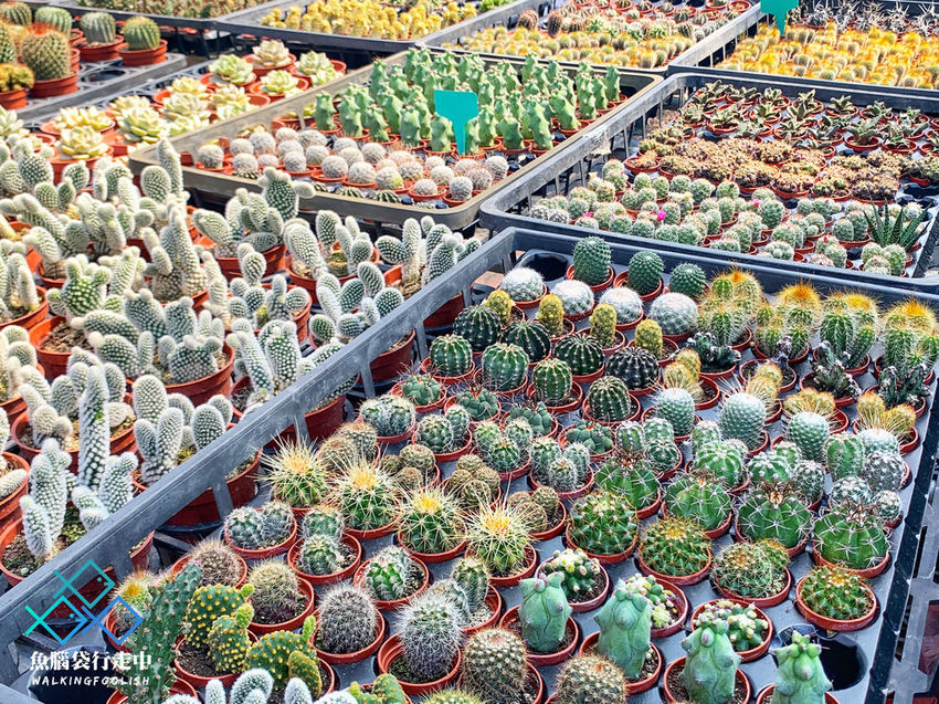 魚腦袋行走中_南投景點_多肉秘境03.jpg 魚腦袋行走中_南投景點_多肉秘境03.jpg