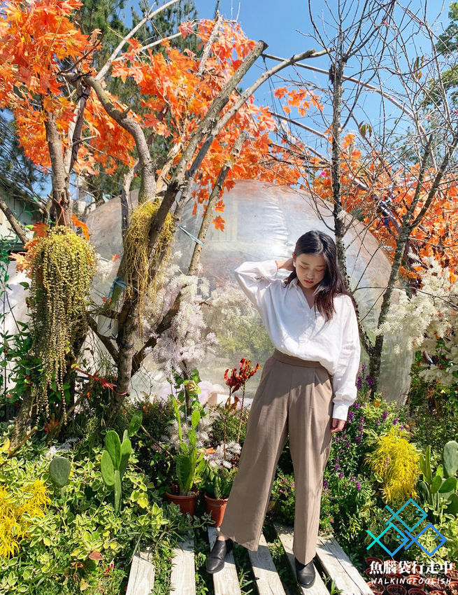 魚腦袋行走中_南投景點_多肉秘境08.jpg 魚腦袋行走中_南投景點_多肉秘境08.jpg