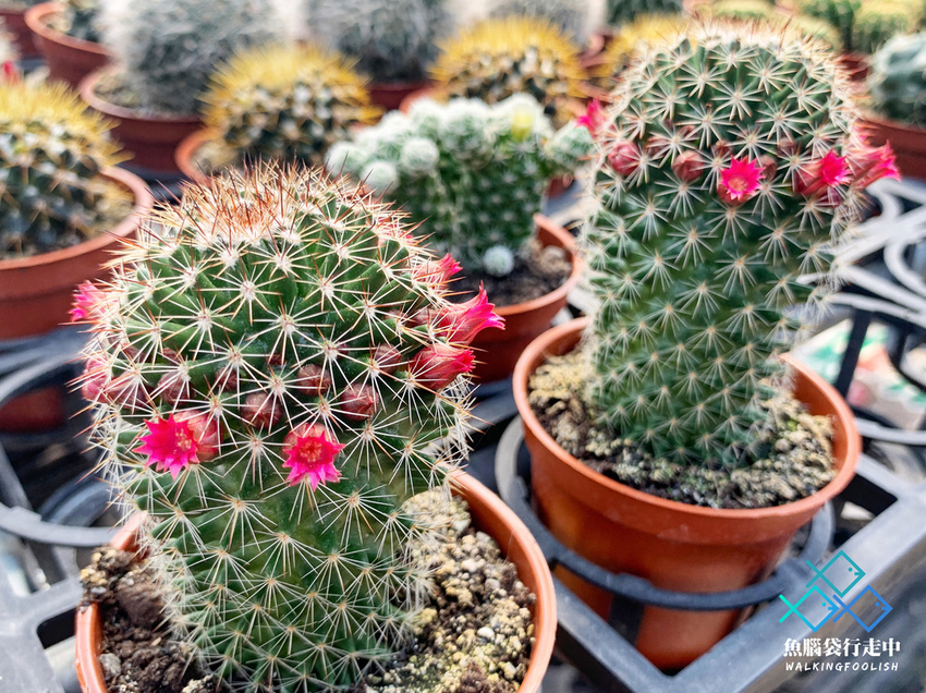 魚腦袋行走中_南投景點_多肉秘境07.jpg 魚腦袋行走中_南投景點_多肉秘境07.jpg
