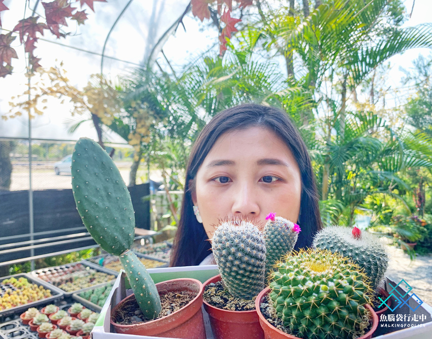 魚腦袋行走中_南投景點_多肉秘境14.jpg 魚腦袋行走中_南投景點_多肉秘境14.jpg