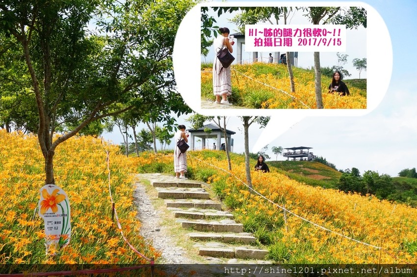 花蓮六十石金針花｜沿途都好拍.德森有機農場金針花餐