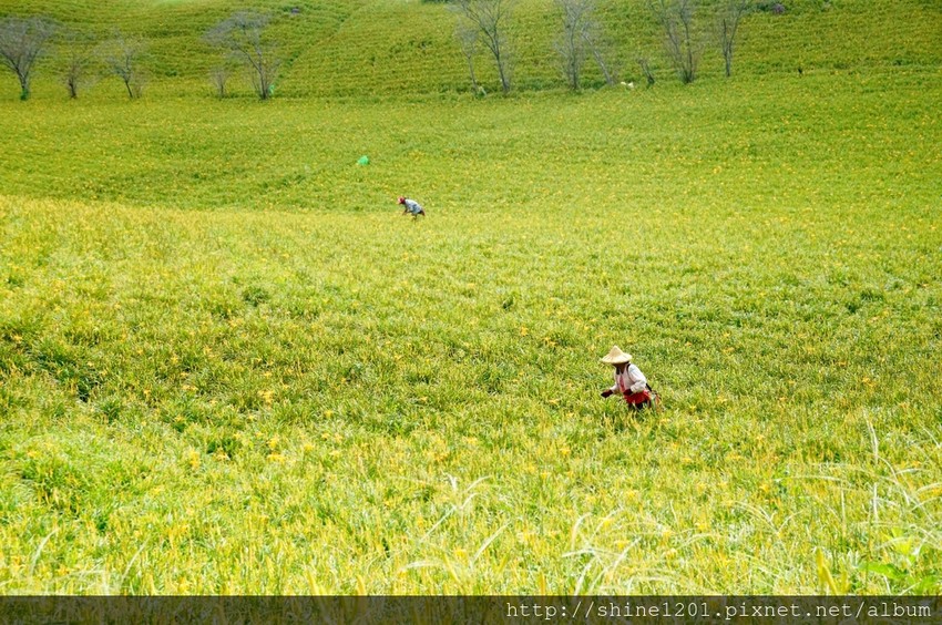 花蓮六十石金針花｜沿途都好拍.德森有機農場金針花餐