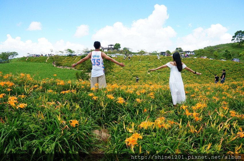  花蓮六十石山金針花海
