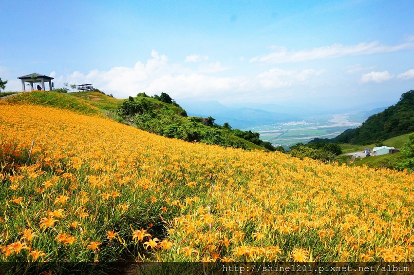 花蓮六十石金針花｜沿途都好拍.德森有機農場金針花餐