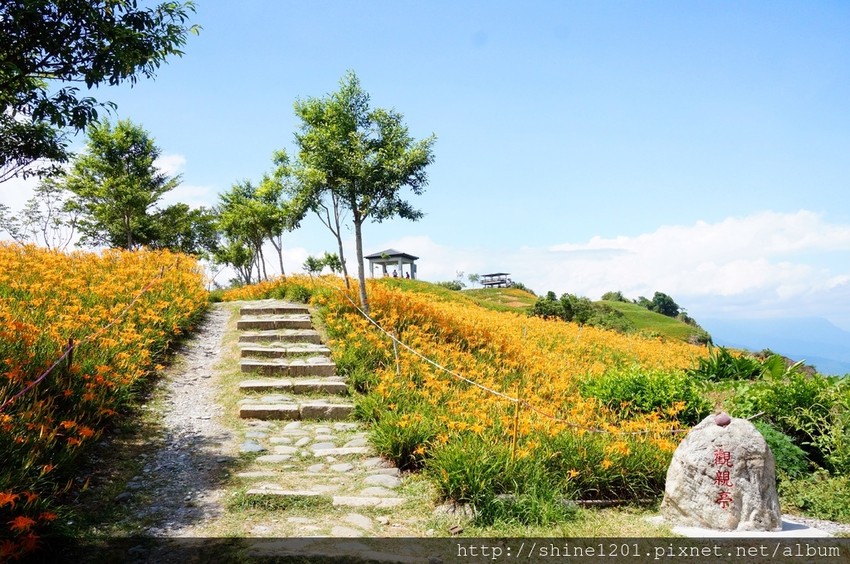 花蓮六十石金針花｜沿途都好拍.德森有機農場金針花餐