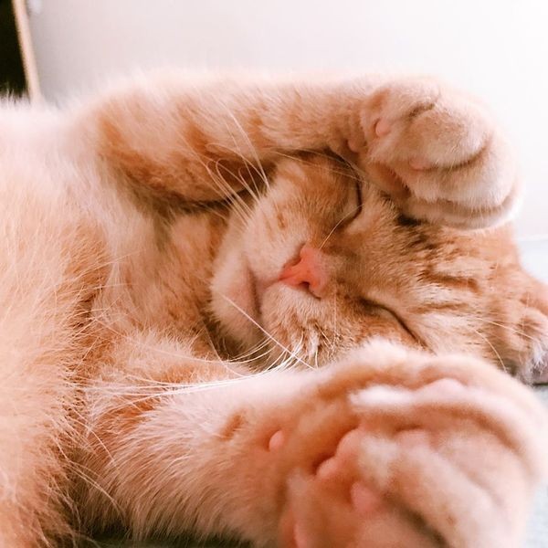 40052756_1372206039580638_5252182405241896960_n