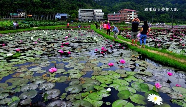 雙溪蓮花-17.JPG