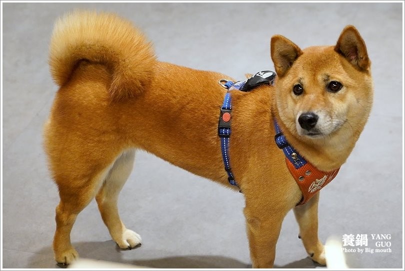 【台北火鍋】養鍋Yang Guo石頭涮涮鍋．台中排隊火鍋名店來台北囉!口味多樣、用料實在，不收服務費、友善寵物餐廳!