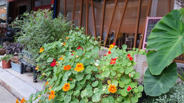 台北石牌美食_漁當家食堂-佩吉王生活記事 台北石牌美食『漁當家食堂』: 無菜單板前料理600元起.八斗子澎湖當日漁獲新鮮直送.慶生 .商務首選