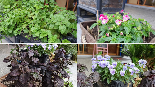 台北石牌美食_漁當家食堂-佩吉王生活記事 台北石牌美食『漁當家食堂』: 無菜單板前料理600元起.八斗子澎湖當日漁獲新鮮直送.慶生 .商務首選