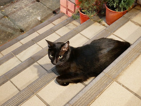 green bunny:green bunny-台北內湖創意美式餐廳 港墘站巷弄小店 特殊風味餐點新發現 還有店貓超可愛