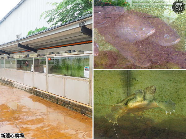 新蓮心廣場: 東海蓮心冰雞爪凍新據點,新蓮心廣場有麵食、米飯,寬敞空間方便停車,還有私人收藏木雕可以欣賞! 新蓮心廣場: 東海蓮心冰雞爪凍新據點,新蓮心廣場有麵食、米飯,寬敞空間方便停車,還有私人收藏木雕可以欣賞!