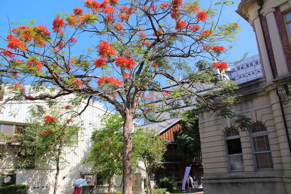 吳園藝文中心：【台南景點】吳園藝文中心~百年古蹟日式中式和歐風的建築三種風格一次飽覽，欣賞鳥語花香，廣場團康表演，鳳凰花最燦爛的鮮紅色彩