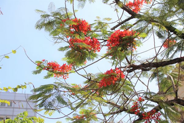 吳園藝文中心：【台南景點】吳園藝文中心~百年古蹟日式中式和歐風的建築三種風格一次飽覽，欣賞鳥語花香，廣場團康表演，鳳凰花最燦爛的鮮紅色彩