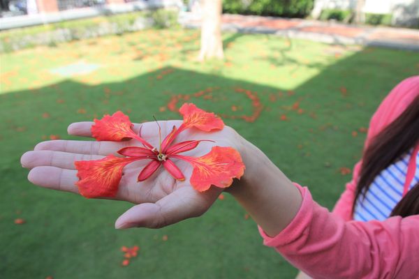 吳園藝文中心：【台南景點】吳園藝文中心~百年古蹟日式中式和歐風的建築三種風格一次飽覽，欣賞鳥語花香，廣場團康表演，鳳凰花最燦爛的鮮紅色彩