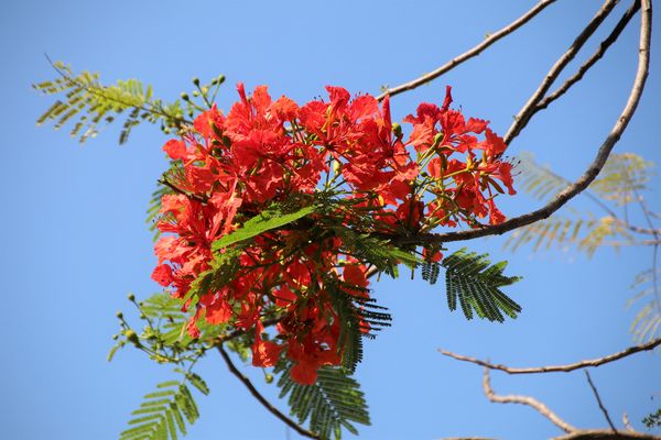 吳園藝文中心：【台南景點】吳園藝文中心~百年古蹟日式中式和歐風的建築三種風格一次飽覽，欣賞鳥語花香，廣場團康表演，鳳凰花最燦爛的鮮紅色彩