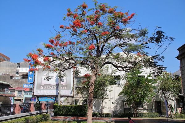 吳園藝文中心：【台南景點】吳園藝文中心~百年古蹟日式中式和歐風的建築三種風格一次飽覽，欣賞鳥語花香，廣場團康表演，鳳凰花最燦爛的鮮紅色彩