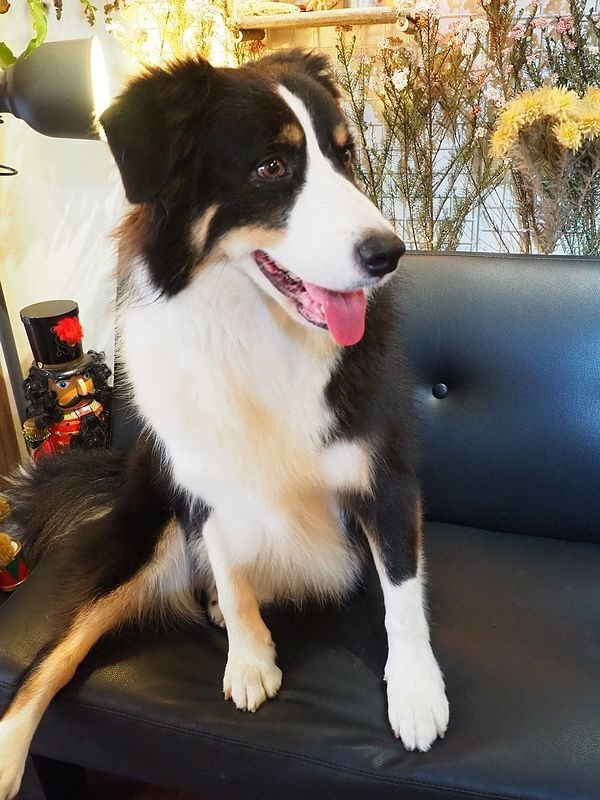 桃園中壢美食-食。光機  Food Machine-超溫馨的寵物友善餐廳，狗店長讓人流連忘返，餐點很好吃 (邀約) @民宿女王芽月-美食.旅遊.全台趴趴走