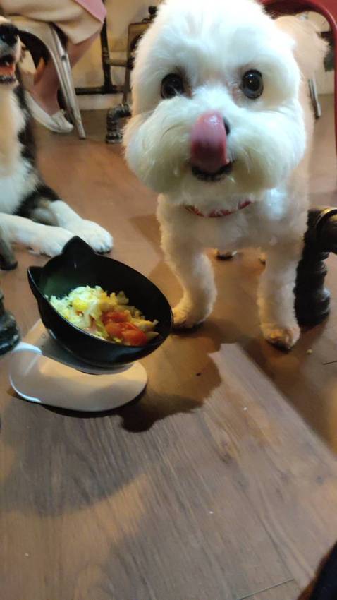 桃園中壢美食-食。光機  Food Machine-超溫馨的寵物友善餐廳，狗店長讓人流連忘返，餐點很好吃 (邀約) @民宿女王芽月-美食.旅遊.全台趴趴走