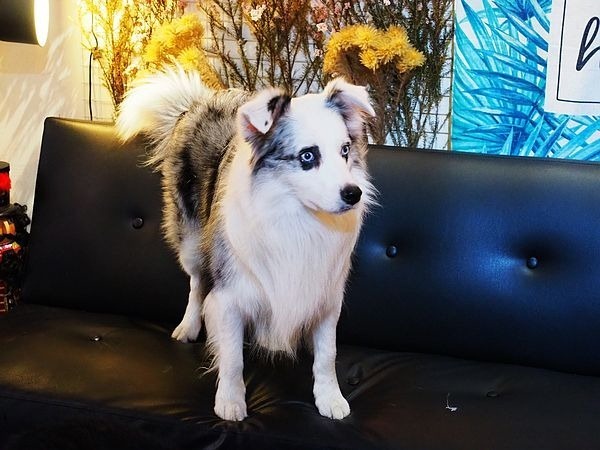 桃園中壢美食-食。光機  Food Machine-超溫馨的寵物友善餐廳，狗店長讓人流連忘返，餐點很好吃 (邀約) @民宿女王芽月-美食.旅遊.全台趴趴走