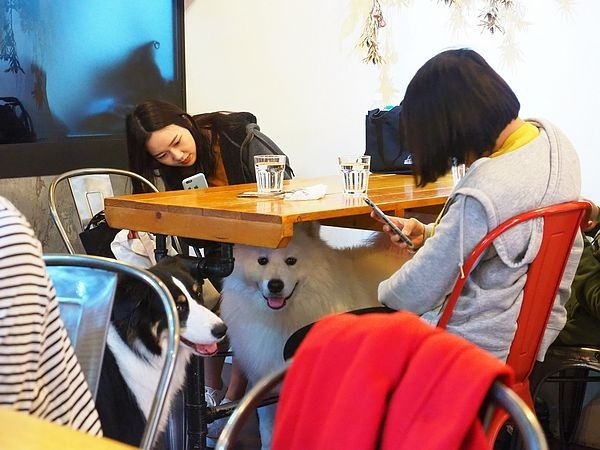 桃園中壢美食-食。光機  Food Machine-超溫馨的寵物友善餐廳，狗店長讓人流連忘返，餐點很好吃 (邀約) @民宿女王芽月-美食.旅遊.全台趴趴走