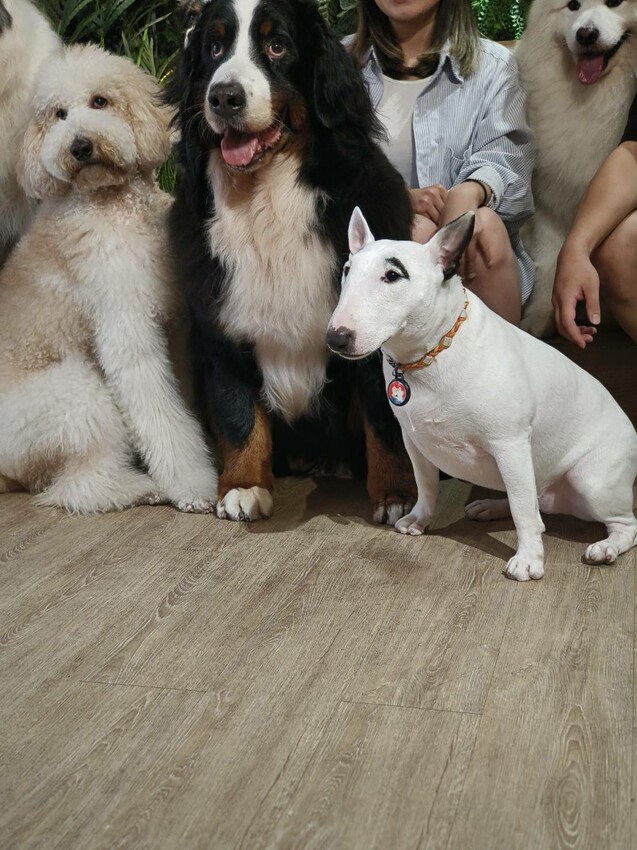 【桃園.中壢】帶貓貓去三峽雲森瀑布散步去+食光機餐廳。現做義式料理。內有超多大型狗狗。用餐中場休息可以與全部狗狗合影。可攜帶寵物但不能落地 - 南洋峇里女子SPA館