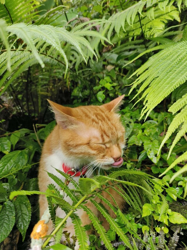 【桃園.中壢】帶貓貓去三峽雲森瀑布散步去+食光機餐廳。現做義式料理。內有超多大型狗狗。用餐中場休息可以與全部狗狗合影。可攜帶寵物但不能落地 - 南洋峇里女子SPA館